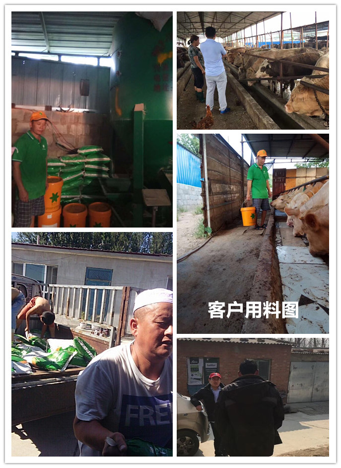  1、 大約公斤牛的育肥方法？如何混合飼料。喂多少干草和喂多少精料。你用什么喂?jié)饪s物？ 